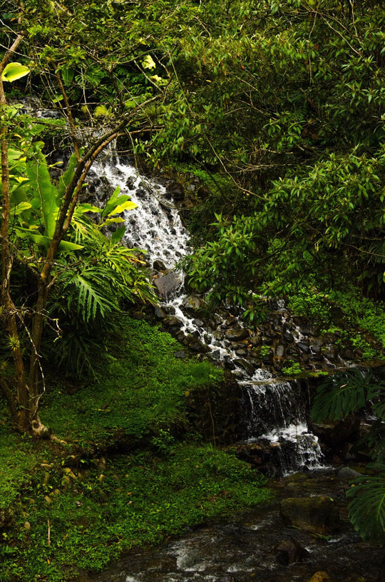 Retreat "Zoom In" - Costa Rica